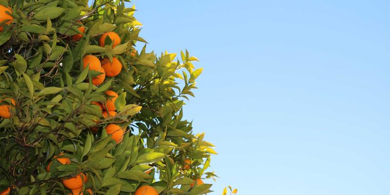 从“走马观花”到“深度学习”:在素质教育新赛道,如何将研学旅行升级为系统化育人课程